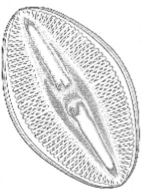DiatomImage